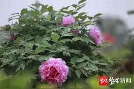明天南京溧水晶桥牡丹园免费开放图片