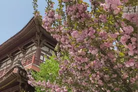 最美人间四月天 这座古寺的樱花开了！