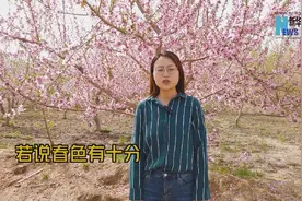 我在新疆等你来，看桃花朵朵开图片
