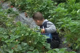 上海青浦草莓熟了，采摘正当时视频封面