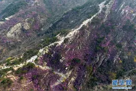青岛大珠山：杜鹃花海漫山绽放图片