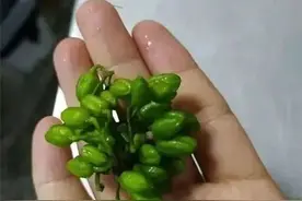 注意！一锅汤毒倒一家六口！这东西有剧毒，经常有人误食图片