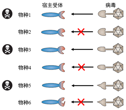 病毒与宿主的“相爱相克”