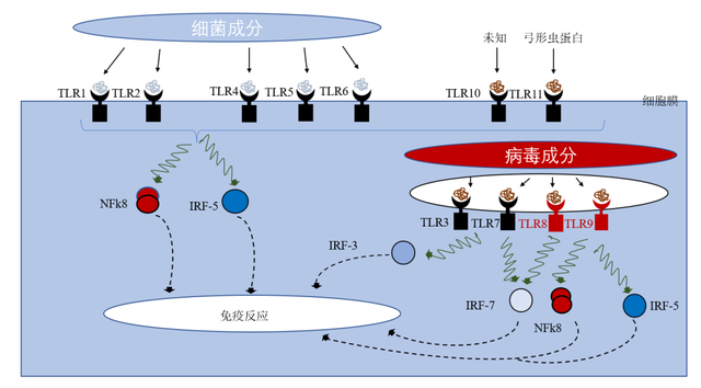 病毒与宿主的“相爱相克”