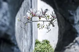 逃跑计划重启，去这7大吸氧胜地打开赏春模式图片