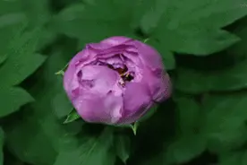 牡丹一开，西安就重回盛世大唐！这几个赏花地就在家门口图片