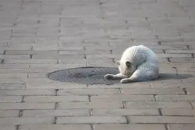 猫狗虎新冠检测呈阳性，专家称无证据动物传染给人图片