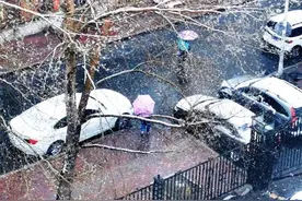 雨夹雪！哈尔滨今日“高冷”图片