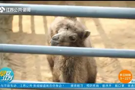 萌化了！徐州动物园里添新丁，想来参观？这些注意事项要记牢！视频封面