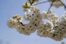 威海文登——昆嵛十里樱花谷 花不醉人人自醉图片