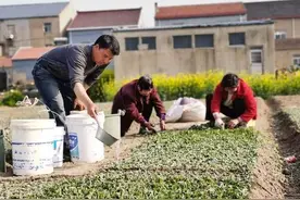 江苏射阳5万多亩菊花生产基地准备充足图片