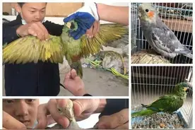 严查严惩！永年警方破获一起非法贩卖野生动物案图片
