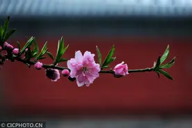 古城花香图片