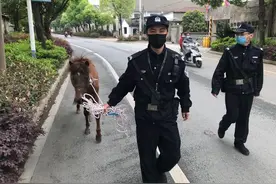 孙子属马，金华这位霸气爷爷送了一匹真马！结果马儿闹市狂奔图片