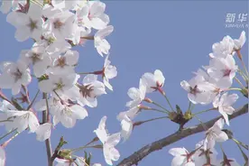 河北大厂：千亩樱花开 争俏百媚春视频封面