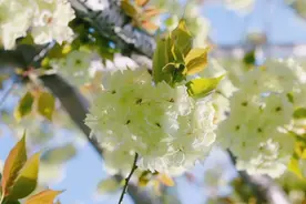 “樱”飞草长四月时！春风飘起，顾村公园落下阵阵樱花雪图片