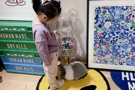 陈赫晒女儿与宠物合照 安安趴地模仿兔子萌态十足图片