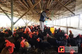 贫困户变身养鸡能手 大安村民何祖高走上脱贫致富路图片