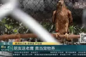 不是想养就能养！青浦：男子把老鹰当宠物养，周边邻居很害怕视频封面