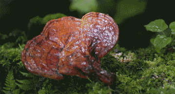 146年老字号用灵芝做眼霜，淡纹抗衰消肿，“修仙党”熬夜必备丨种草机