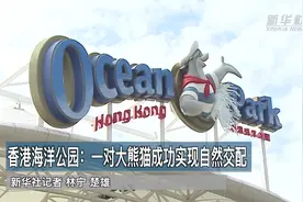 香港海洋公园一对大熊猫成功实现自然交配视频封面