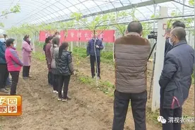 渭南市春季果园管理云课堂（四）：猕猴桃开花前后的管理图片