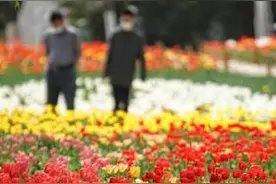 济南植物园郁金香盛开，景色太美了图片