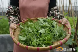 艾糍飘香！带你近距离接触制作工艺 →图片