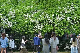 琼花美图片