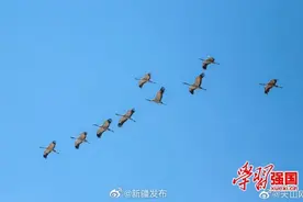 新疆呼图壁：春风徐来 灰鹤起舞图片