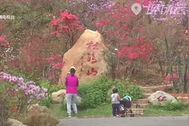 四月花开谁最艳 满山杜鹃展风姿视频封面