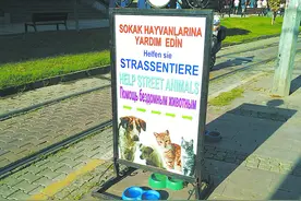 伊斯坦布尔的流浪猫狗投喂点图片