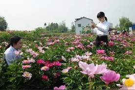 生活重启 | 芍药花开 结出四川中江多个产业的发展之果图片