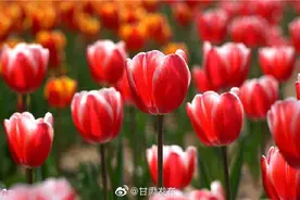 天水马跑泉公园上演“金郁满堂”，这片郁金香花海美翻了……图片