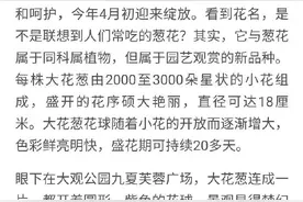 大观公园2000株大花葱绽放迎客图片