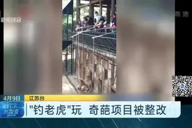 云南野生动物园“钓老虎”玩？奇葩项目引发网友争议，已被整改视频封面