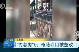 云南野生动物园“钓老虎”玩？奇葩项目引发网友争议，已被整改视频封面