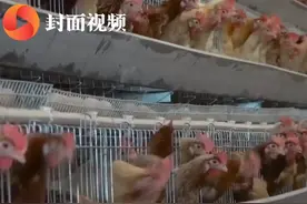 高产战斗“鸡” 四川古蔺某养殖场一只母鸡一年可产鸡蛋350枚视频封面
