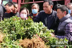 武强：种下金银花 遍地生“金银”图片