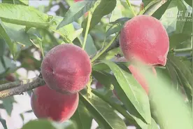 “平谷大桃”格外红视频封面