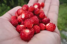 中医：蛇莓是乡下常见的食物，有一定的毒性！不过食用得当很奇妙图片