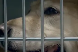 一年生4胎！成都一金毛繁殖犬病痛缠身，好心人救助让它“重生”视频封面