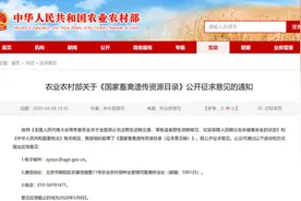 评论｜狗成为“伴侣动物”，对主人提出了更高要求图片