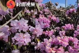 凉山德昌万亩高山杜鹃花怒放 满山彩色花海灿若云霞视频封面