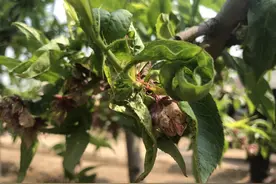 壮壮帮忙：桃树蚜虫如何防图片
