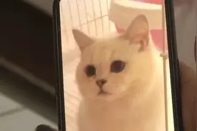 闲鱼买商品却在微信付钱，花了6000元收到宠物猫后，她惊呆了