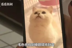 闲鱼买商品却在微信付钱，花了6000元收到宠物猫后她惊了图片