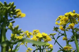 42秒丨等你打卡！日照莒县这片油菜花海藏不住了