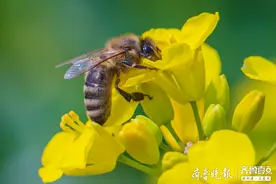 烟台芝罘一患儿被蜜蜂蜇伤至休克！烟台山医院救其脱险图片