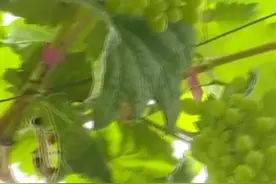 四月，这里的葡萄熟了视频封面